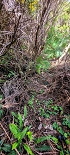 Plants: image 40 Of 208 Thumb